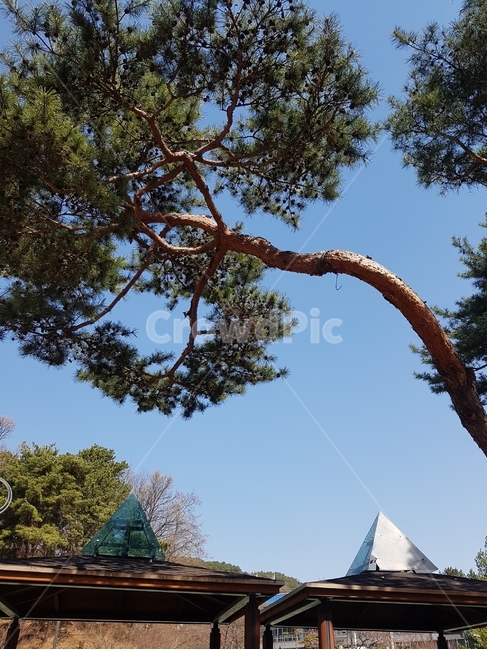 나무,산책로,소나무,꽃나무,하늘,나무길,기울어짐,농원,잔디길,돌길,봄,햇살,고요함,식물,자연,plants,nature,나무,trees,wood