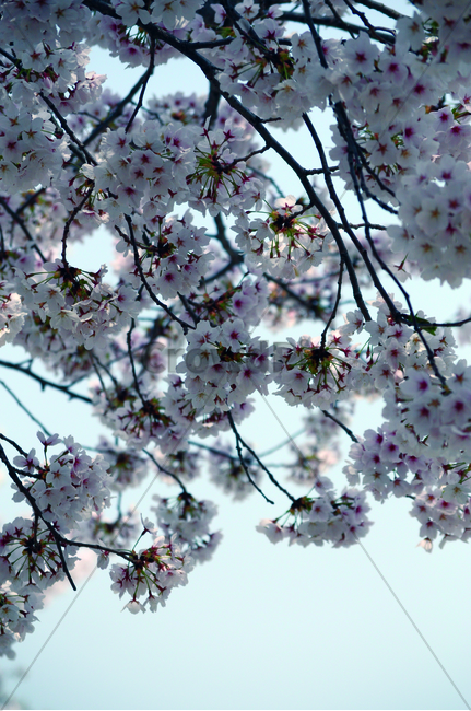 blossom,꽃,flower,벚꽃,cherryblossom