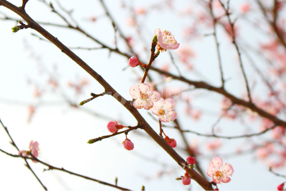 감성사진,봄,풍경사진,매화,꽃,하늘,자연,풍경,daily,flower,pink,spring,봄,계절,spring,season,식물,자연,plants,nature,꽃,flower,plant