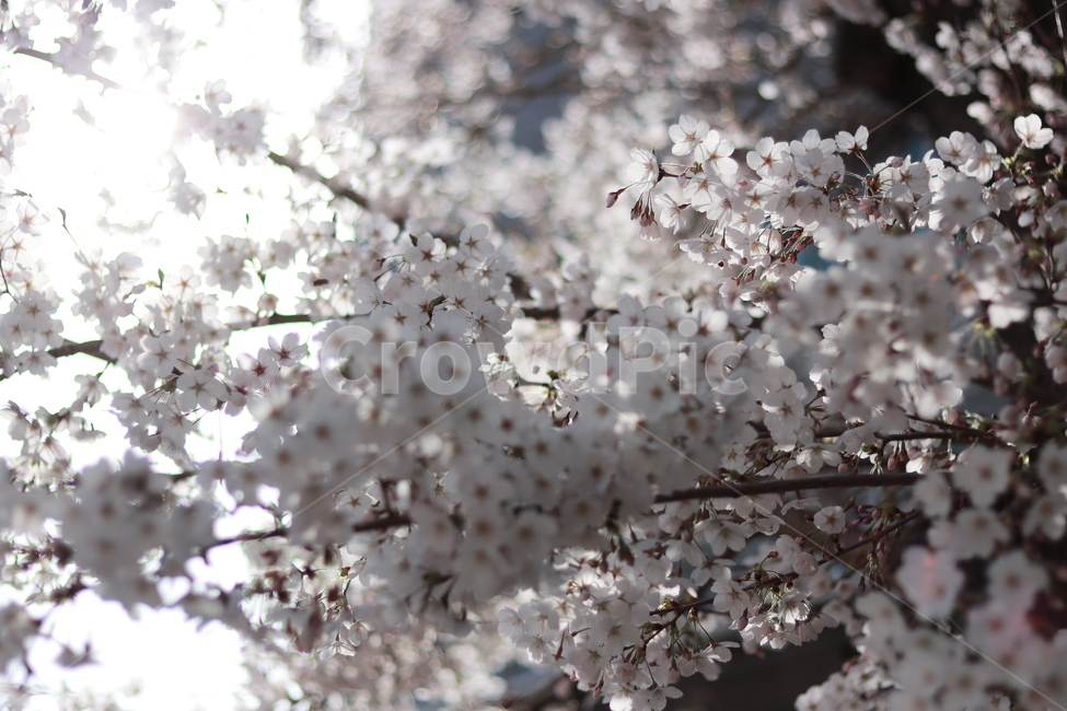 식물,flower,꽃,봄꽃,벚꽃