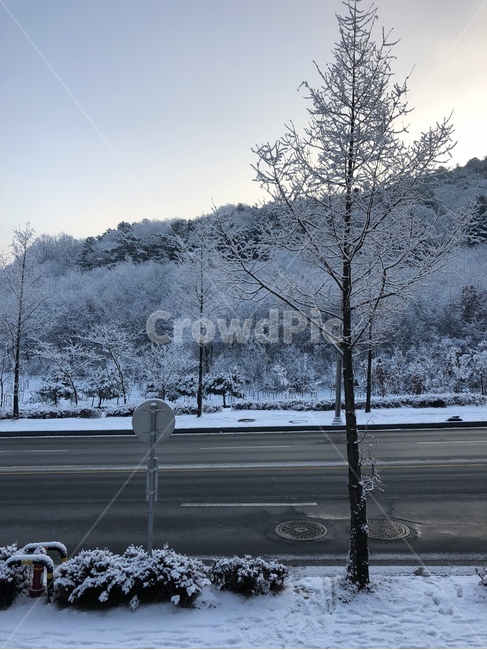 풍경,자연,눈,나무,함박눈,설산,도로,눈온도로,겨울,계절,winter,season,자연,풍경,nature,landscape,outdoors,옥외