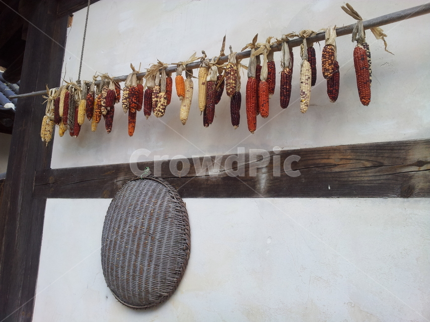 옥수수,종자,시골,crop,corn,음식,식재료,요리,food,cook,meal,dishes,food reserves,곡류,곡식,cereals