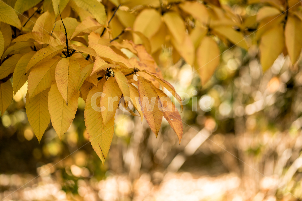 가을,낙엽,노랑,햇빛,빈티지,햇살,단풍,나무,가을,계절,fall,autumn,season,식물,자연,plants,nature,plant,leaf,잎,veins,정맥