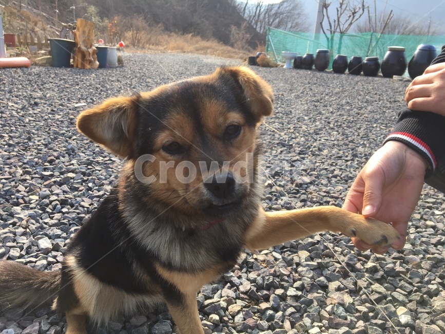 단털,강아지,개,악수,자갈,동물,animal,포유류,mammal,개,강아지,dog,doggy