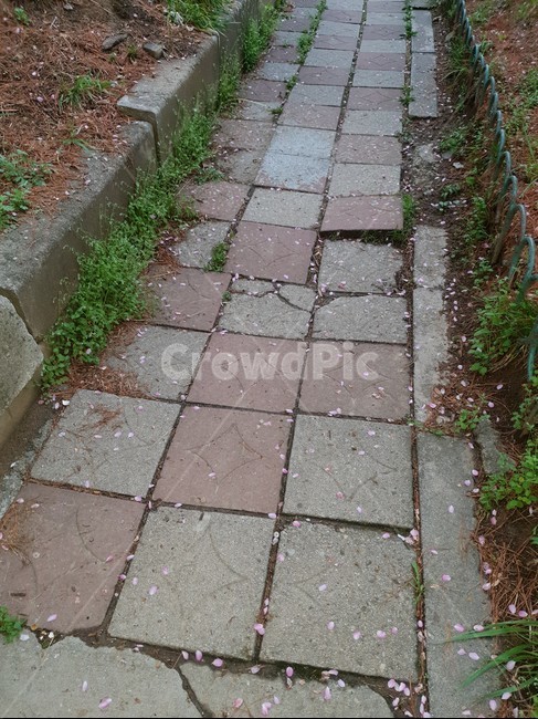 벚꽃,꽃길,벚꽃길,벚꽃떨어진,돌계단,집앞,집으로가는길,골목길,아련한,외로움,외로운길,사뿐이,즈려밟고,떨어진꽃,떨어진벚꽃,다정한,평안한,평온한,봄,거리,길,길목,비온뒤