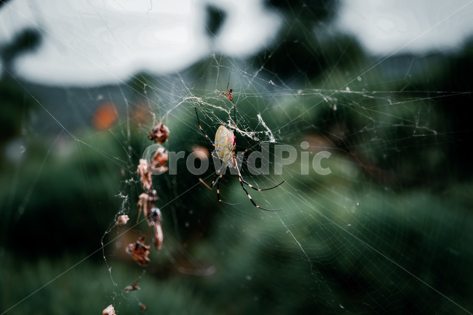 거미,거미줄,곤충,insect,spider,bug,독거미,곤충,벌레,insect,bug
