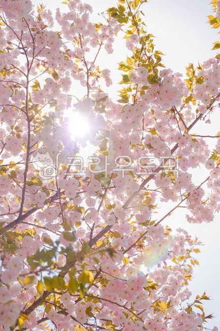 atmosphere,pink,color,mood,springs,cherryblossom,spring,Double cherry blossoms,Scent of spring,season,colorsense,Emotion,sensible,sky,blossom,warmth,nature,Color,clear,feeling,shine,flower,colorsensitivity,outdoor,sunlight,light,background,feelingofcolor