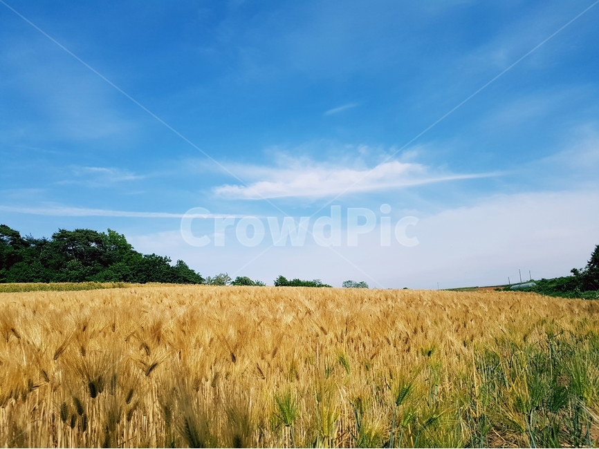 보리,보리밭,노랑,늦봄,파랑하늘,풍경,자연,풍경,nature,landscape,식물,plants,산업,industry,industrial,농업,농사,agriculture,farming,farming industry,plant,field,들