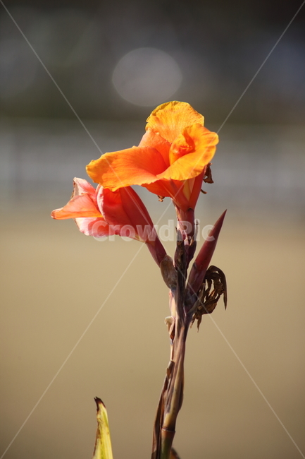 벵갈타이거칸나,칸나,꽃,식물,bengaltigercanna,식물,자연,plants,nature,꽃,flower