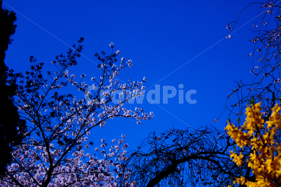 감성사진,하늘,새벽,dawn,꽃,flower,봄,spring,sky,식물,자연,plants,nature,꽃,flower,나무,trees,wood