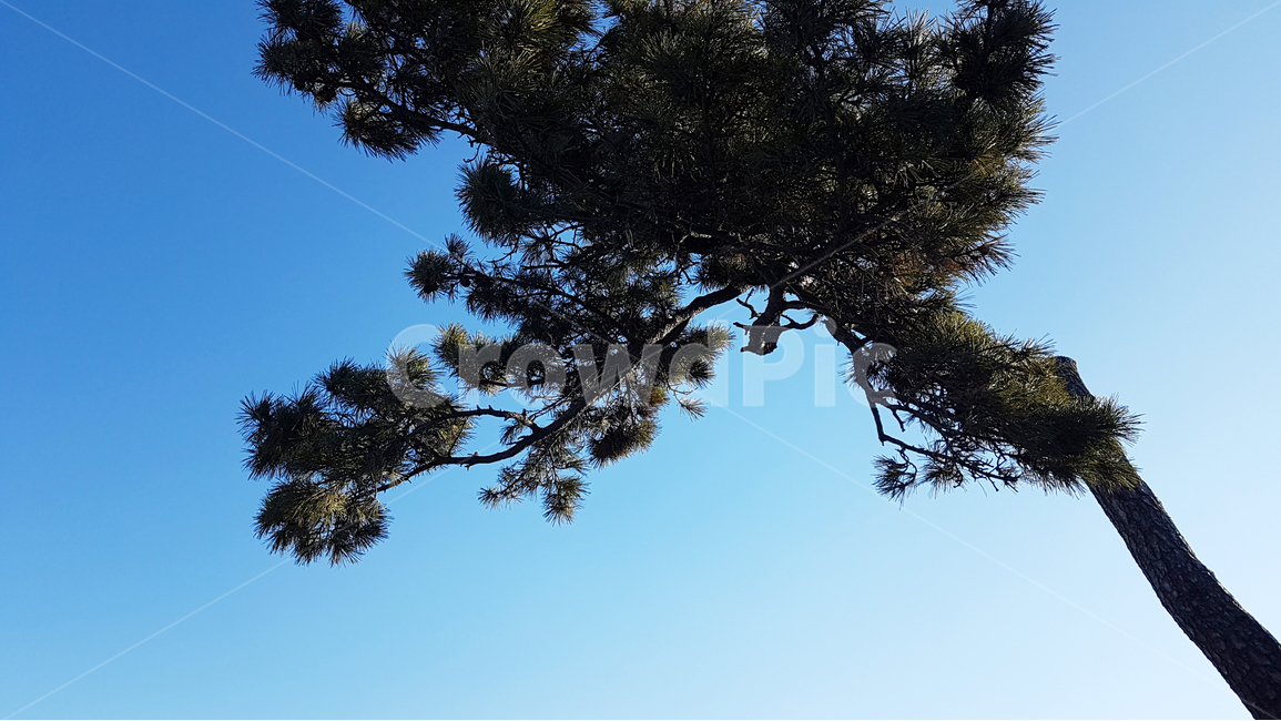 식물,나무,소나무,하늘,그늘,실루엣,silhouette,tree,pinetree,sky,shade,식물,자연,plants,nature,나무,trees,wood