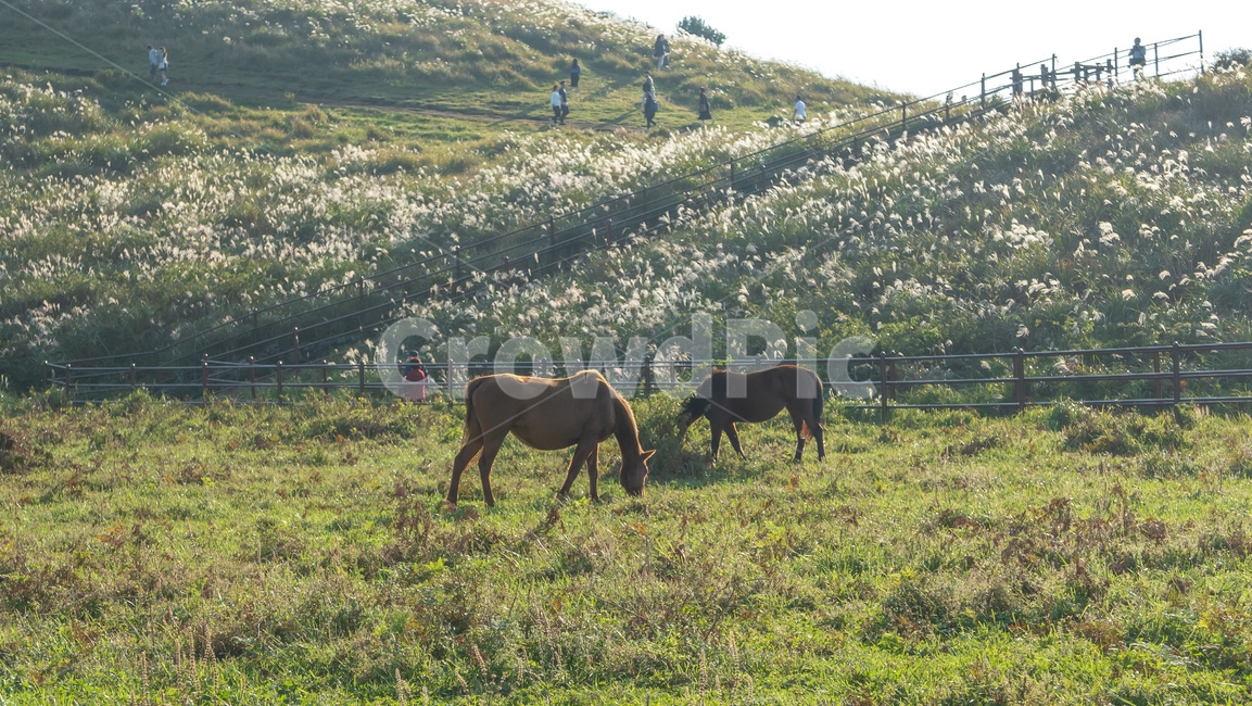 용눈이,용눈이오름,오름,orum,jeju,제주,제주도,제주오름,가을제주,가을,풍경,landscape,nature,자연,field,들,outdoors,옥외,grassland,목초지,동물,animal,포유류,mammal,목축업,목장,livestock farming,ranching,pasture