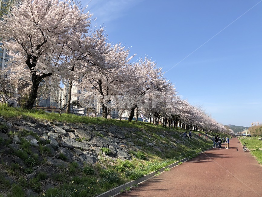 plant,식물,꽃,flower,blossom,벚꽃