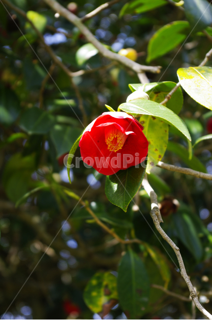 동백꽃,꽃,flower,계절,봄,spring,식물,자연,plants,nature,꽃,flower
