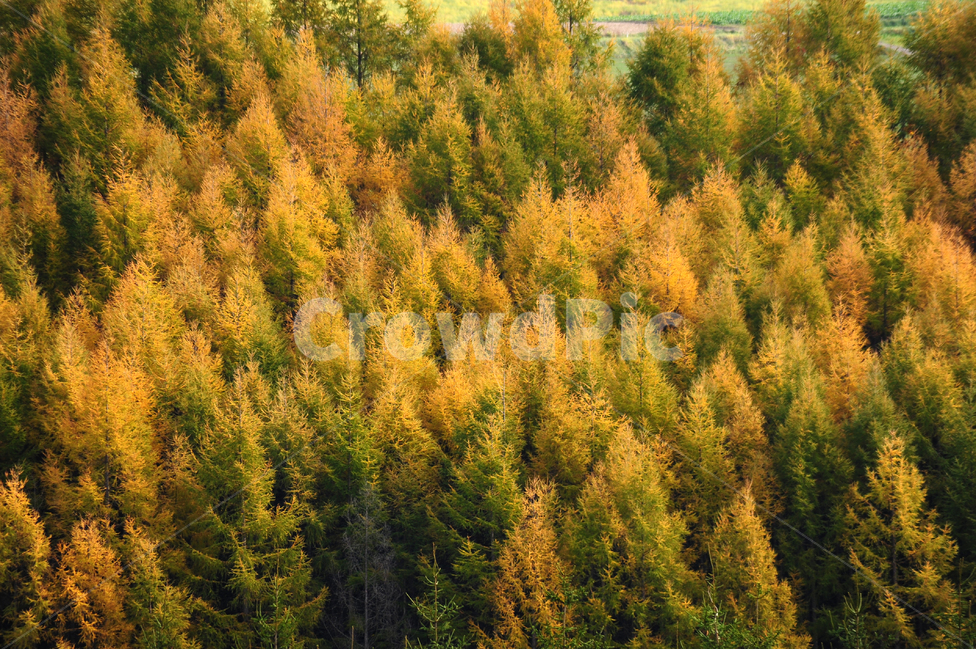 일본,홋카이도,비에이,가을,나무,노랑,초록,가을,계절,fall,autumn,season,자연,풍경,nature,landscape,식물,plants,나무,trees,wood,plant,tree,conifer,구과 식물,larch,낙엽송