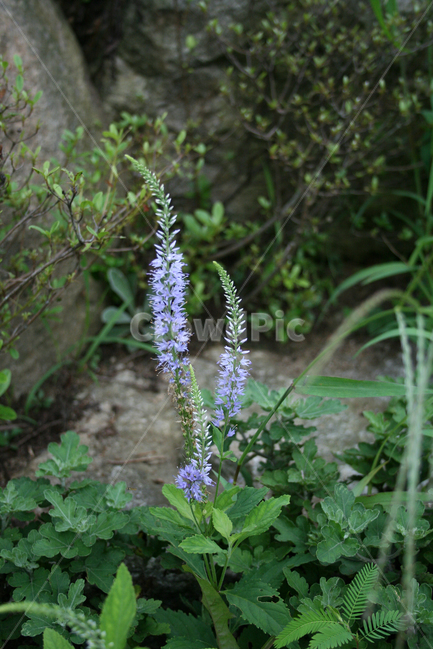 긴산꼬리풀,식물,flower,plants,nature,꽃,꽃봉오리,식물,자연,plants,nature,꽃,flower