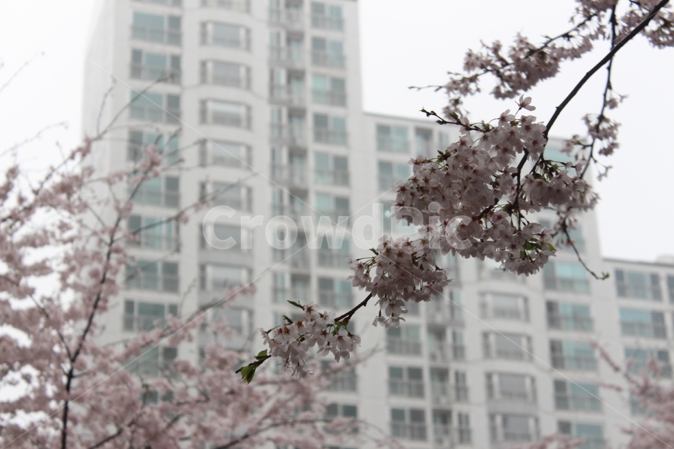 꽃,벚꽃,겹벚꽃,꽃나무,봄,봄비,sprng,계절,비,rain,rainy,빗방울,흐림,flower