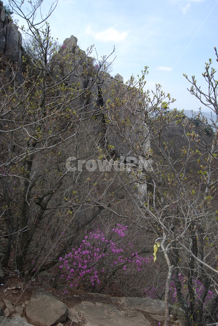 봄,spring,철쭉,돌,tree,탐방로,자연,풍경,nature,landscape,식물,plants,꽃,flower