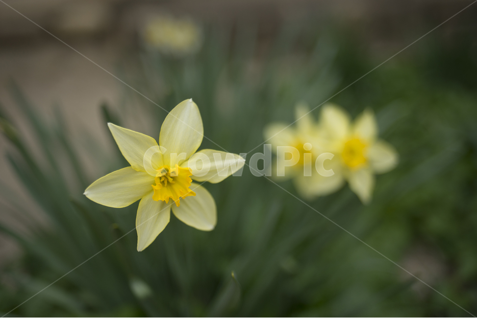 spring flowers,new spring,daffodil,bokeh,emotional flower