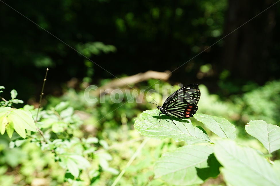 나비,곤충,자연,식물,동물,풍경,여름,생명,잎,숲,식물,자연,plants,nature,동물,animal,곤충,벌레,insect,bug