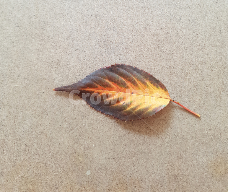 leaf,fallenleaves,maple,단풍,낙엽,잎,앞사귀,감잎,가을,분위기,나뭇잎,나무잎,배경,가을,계절,fall,autumn,season,식물,자연,plants,nature