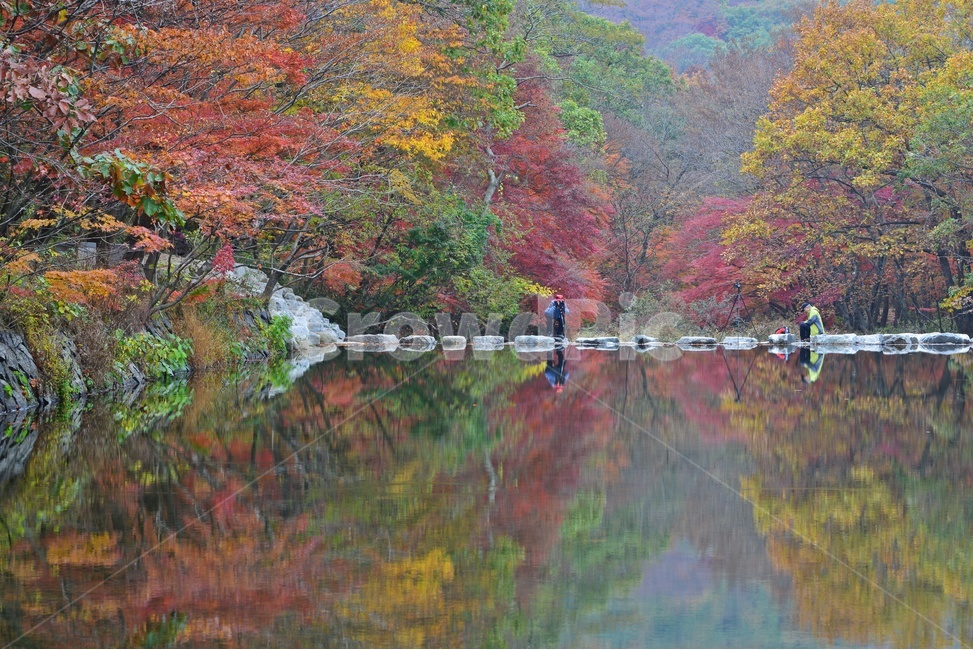 person,사람,human,인간,tree,나무,plant,식물,leaf,잎,maple,단풍,고창,선운사,도솔천,선운사가을,가을,계절,추색,만추,단풍잎,낙엽,가을,계절,fall,autumn,season