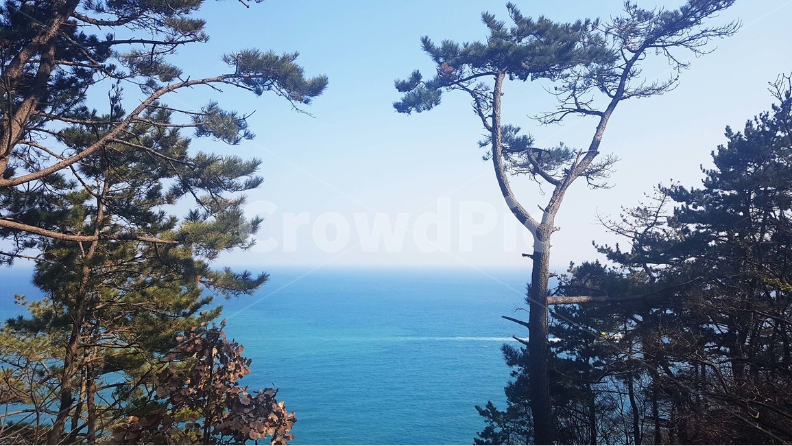 바다,바닷가,파도,해안가,수평선,자연,풍경,절경,해안도로,하늘,절벽,해안절벽,나무,윤슬,물거품,부산,이기대,해파랑길,겨울바다,파란색,자연,풍경,nature,landscape,식물,plants,나무,trees,wood,tree,plant,fir,전나무