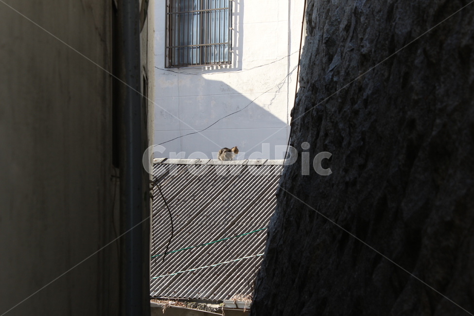 고양이,길고양이,지붕,골목,주택,골목길,담벼락,부산,한국,아시아,cat,kitty,roof,street,wall,busan,korea,asia,동물,animal,포유류,mammal,고양이,cat,kitten,kitty