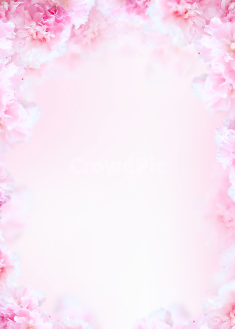 꽃,봄,프레임,백그라운드,배경이미지,식물,내츄럴,꽃송이,꽃잎,카네이션,분홍,핑크,카피스페이스,봄,계절,spring,season,plant,blossom,flower,cherry blossom,벚꽃