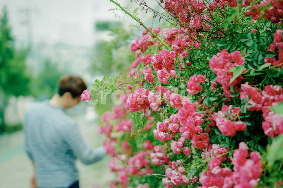 사람,인물,남자,남성,꽃,핑크,초록