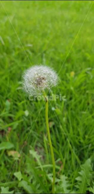 plant,식물,flower,꽃,민들레,식물,자연,plants,nature