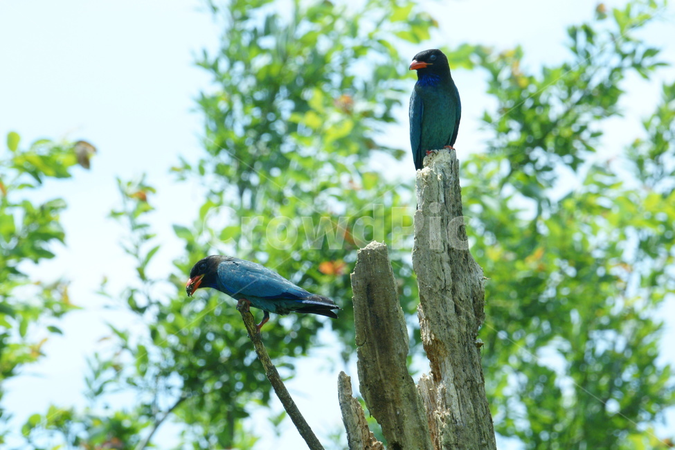 파랑새,조류,철새,새,육추,동물,animal,조류,새,birds