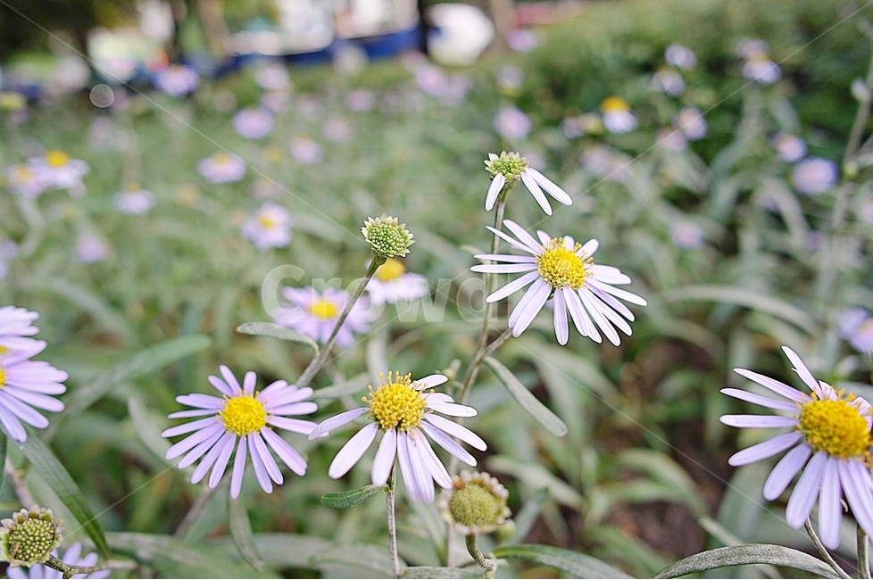 식물,가을,꽃,벌개미취,아웃포커싱,감성사진,배경화면,배경사진,식물,자연,plants,nature,꽃,flower