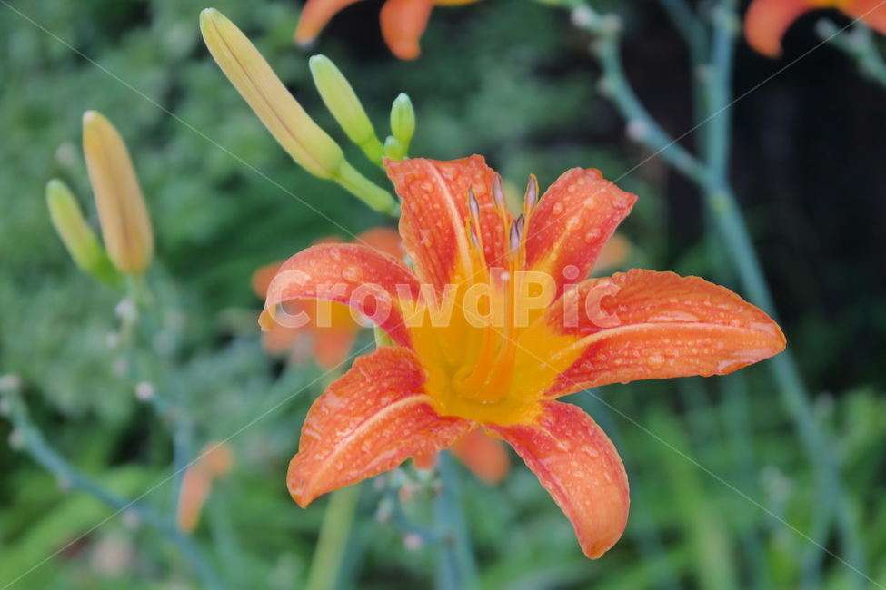 원추리,원추리꽃,꽃,백합과,주황색,주황색꽃,한국꽃,flower,plant,blossom,봄꽃,식물,식물,자연,plants,nature,꽃,flower