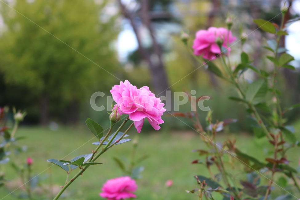 장미,꽃,장미꽃,식물,덩굴식물,블루리버,자연,식물,자연,plants,nature,꽃,flower