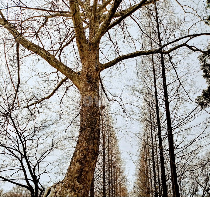 나무,나뭇가지,가지,하늘,식물,자연,풍경,배경,식물,자연,plants,nature,나무,trees,wood