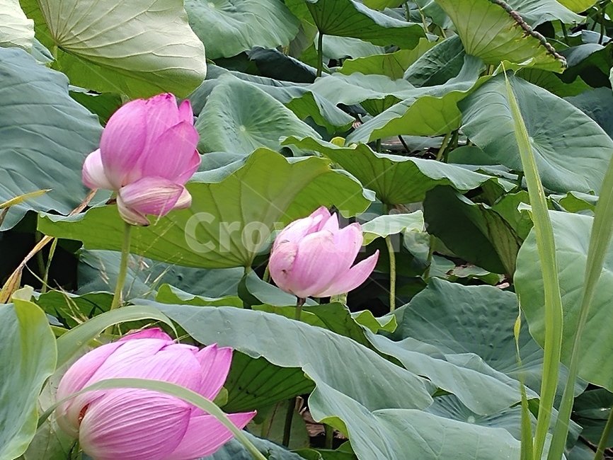 연꽃,수련과,lotus,수련,물풀,수단화