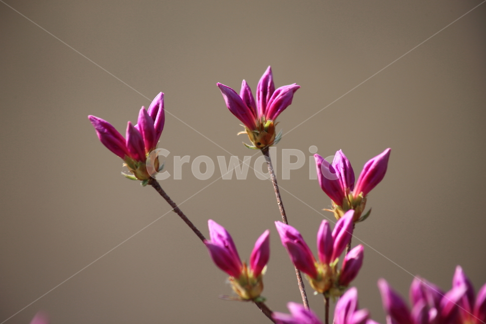 철쭉,봄,rhododendronschlippenbachii,royalazalea,진달래과