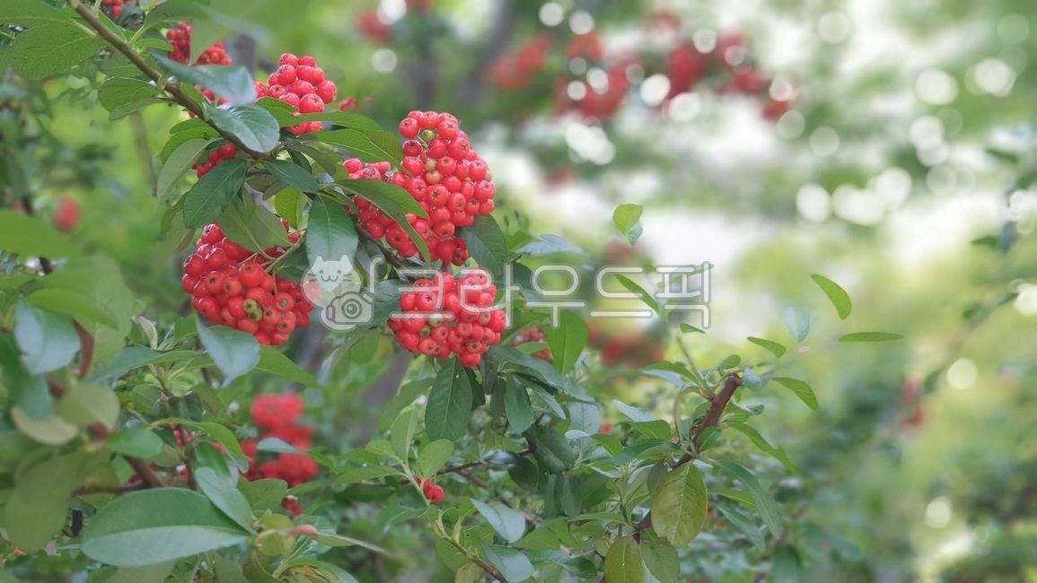 피라카타,열매,야생식물,식물,꽃나무,fruit,plant,wildplant,flowertree