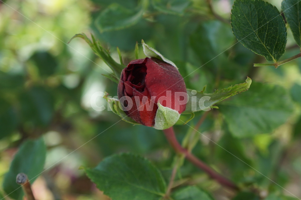 rose,장미,꽃,flower,식물