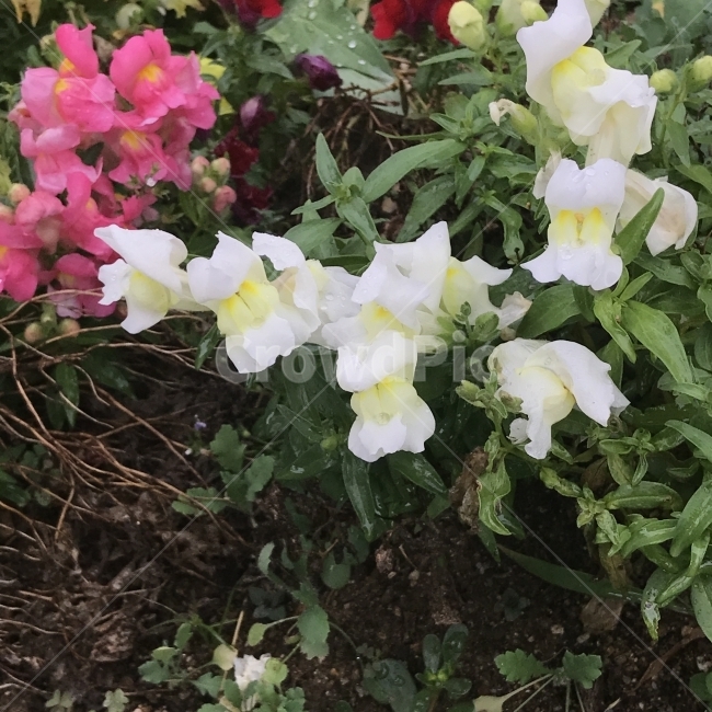 금어초,금붕어초,SnapDragon,Snapdragon,현삼과,한두해살이풀,삭과,해골초,용머리,입술모양,흰꽃,식물,꽃,Flower,식물,자연,plants,nature,꽃,flower