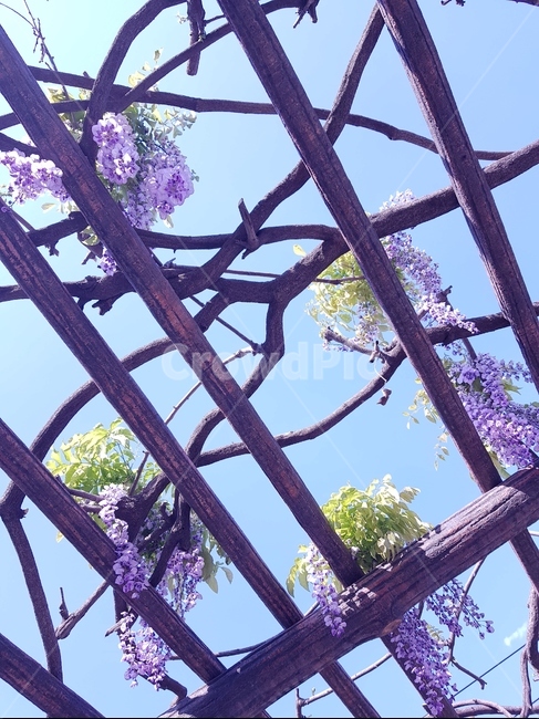 등나무,등나무꽃,라일락,꽃,정자,하늘,식물,자연,plants,nature,꽃,flower