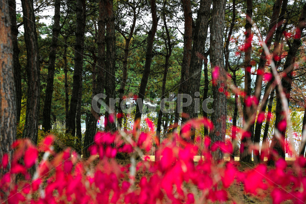plant,식물,tree,나무,단풍,자연,풍경,nature,landscape