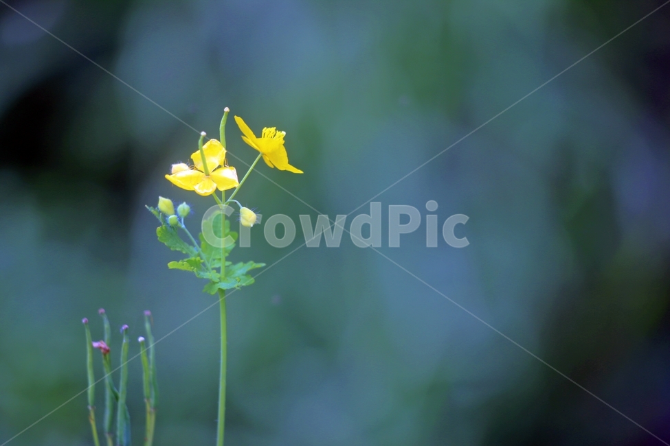 식물,애기똥풀,노랑,엄마의사랑,정성,식물,자연,plants,nature,꽃,flower