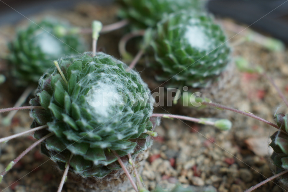 선인장,화초,가시,화분,녹색,식물,자연,plants,nature,실내용화초,화분,화초,house plant