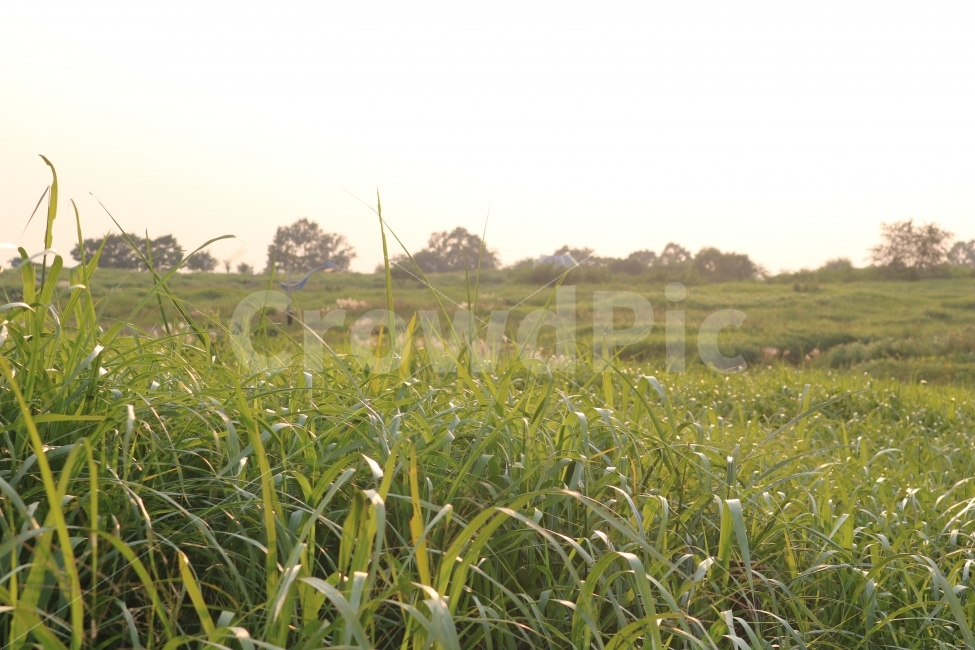 자연,풍경,감성,힐링,숲,자연,풍경,nature,landscape,휴식,힐링,rest,relaxation,healing,field,들,outdoors,옥외,grassland,목초지