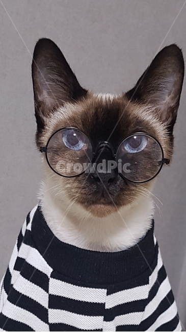 고양이,동물,가을,감성사진,안경,사랑,사람,집중,패션,배경화면,동물,animal,포유류,mammal,고양이,cat,kitten,kitty