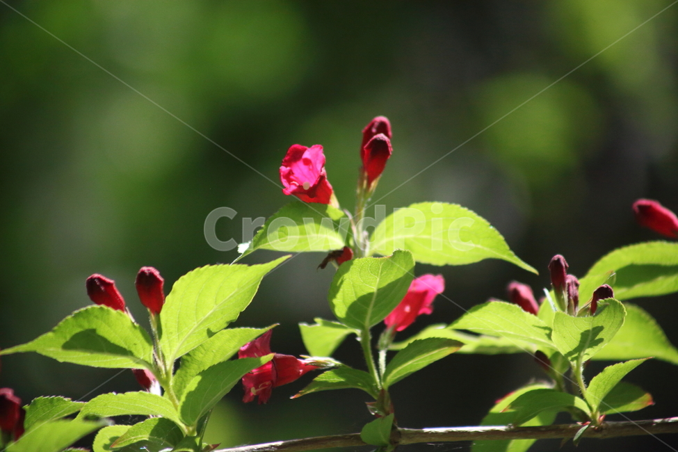 병꽃나무,꽃,봄,식물,weigela