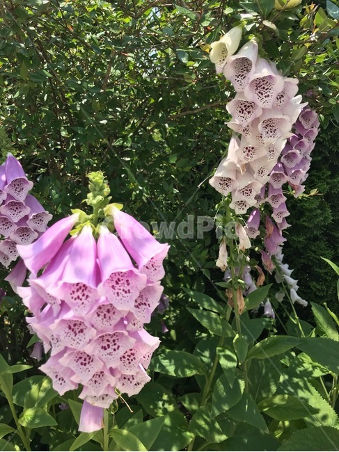 plant,식물,flower,꽃,은방울꽃,예쁜꽃