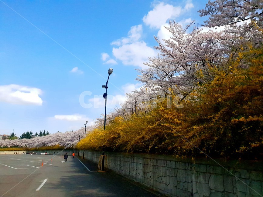 벚꽃,개나리,꽃,식물,봄,자연,plant,blossom,도로,주차장,가로등,하늘,구름